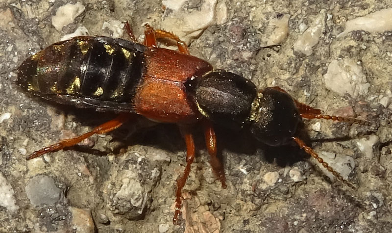 Staphylinus dimidiaticornis - Staphylinidae